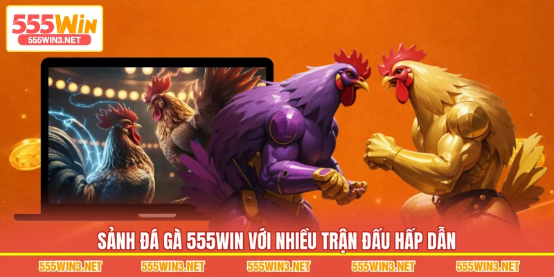 Sảnh Đá Gà 555WIN với nhiều trận đấu hấp dẫn 
