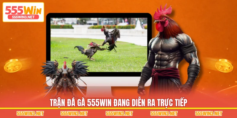 Trận Đá Gà 555WIN đang diễn ra trực tiếp 